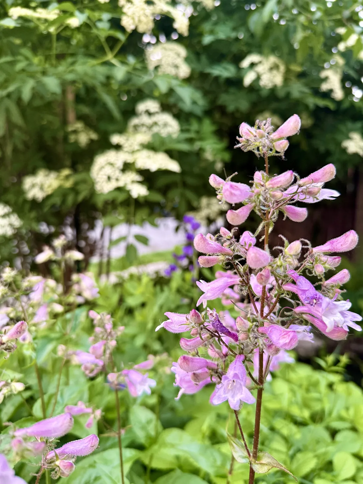 Penstemon and Elderberry